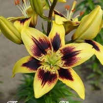 Лилия Азиатская 