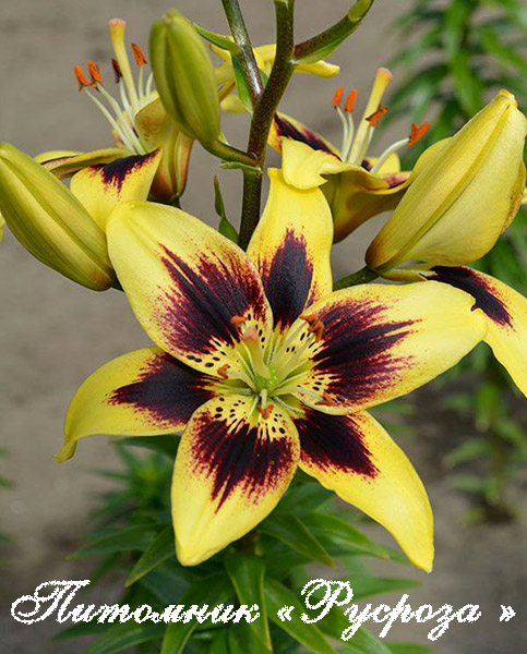 Лилия Азиатская 