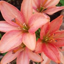 Лилия Азиатская 