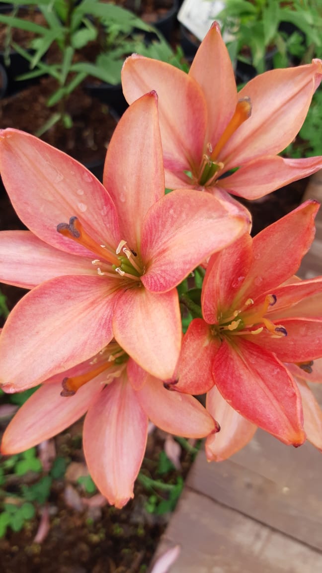 Лилия Азиатская 