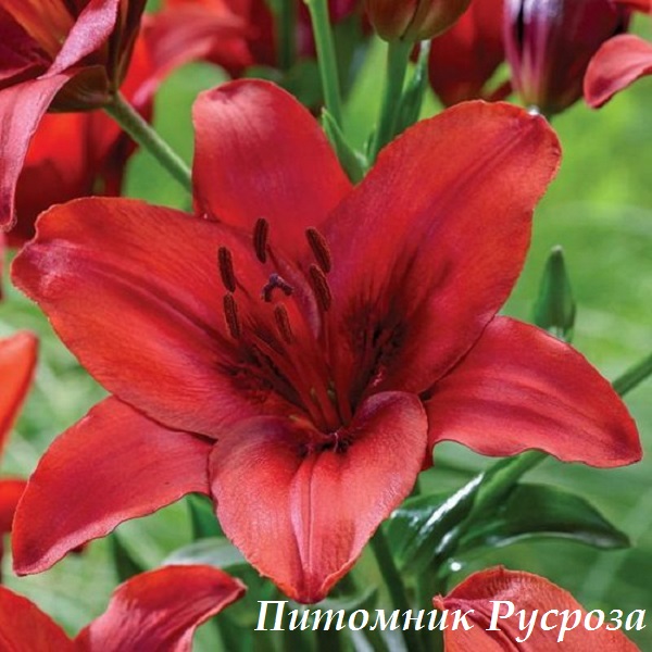 Лилия Азиатская 