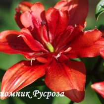 Лилия Азиатская 