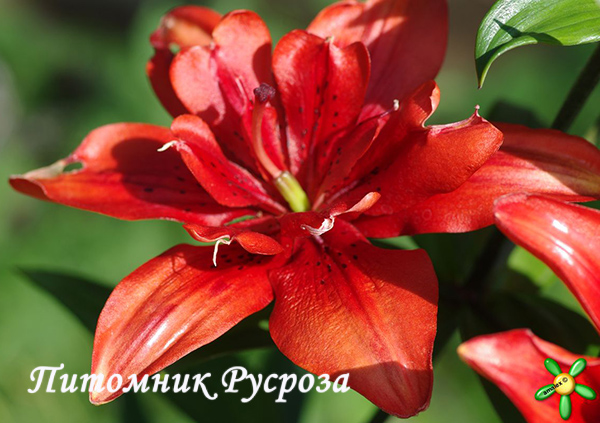 Лилия Азиатская 