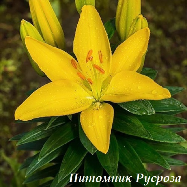 Лилия Азиатская 