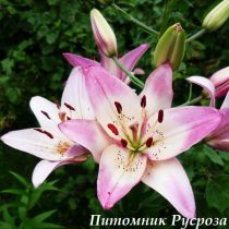 Лилия Азиатская 