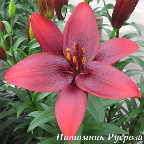 Лилия Азиатская 