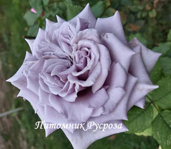 CHATEAU MYRTILLE