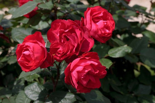 CHERRY BONICA