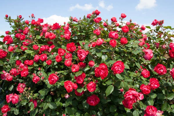 CHERRY BONICA