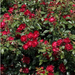 CHERRY BONICA