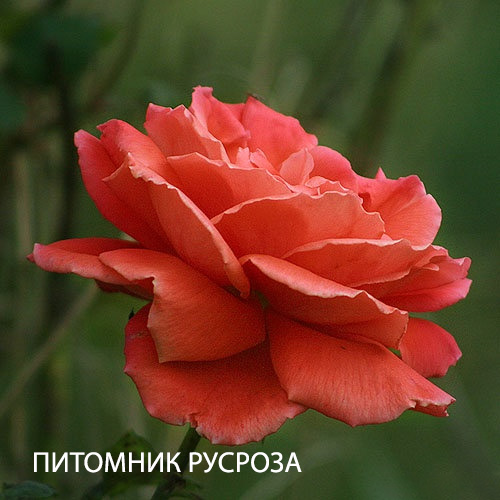 CHERRY BRANDY 85