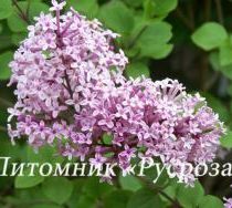 Сирень Мейера (Syringa Meyeri) 