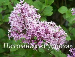 Сирень Мейера (Syringa Meyeri) 