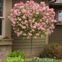 Сирень Мейера 