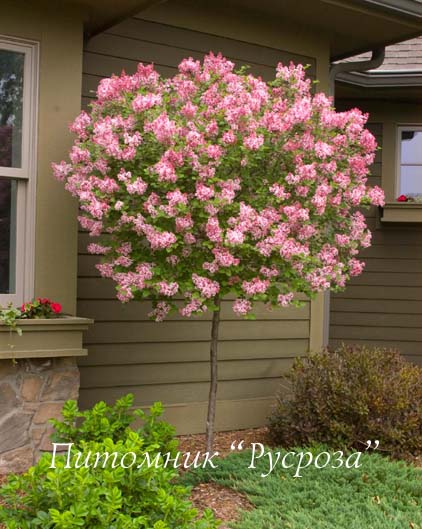 Сирень Мейера 