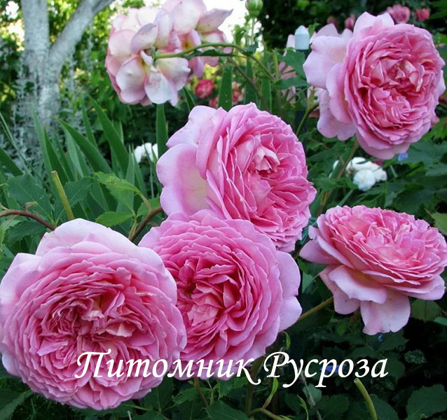 CELEBRATING LIFE ШТ 80-90