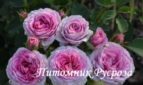 CELEBRATING LIFE ШТ 80-90