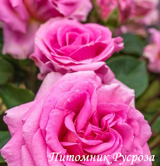 CELEBRATING LIFE ШТ 80-90