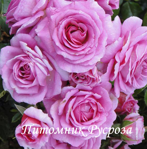 CELEBRATING LIFE ШТ 80-90