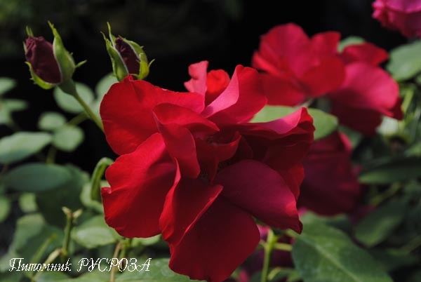 CENTRO-ROSE (TANORONEZ) ШТ 60-80