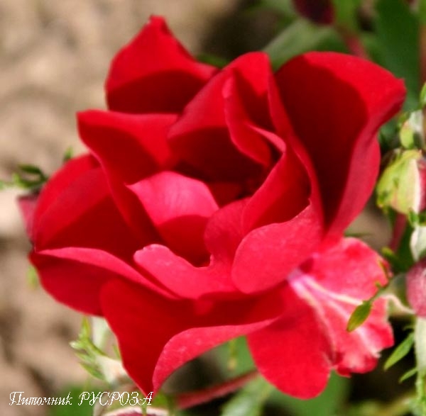 CENTRO-ROSE (TANORONEZ) ШТ 60-80