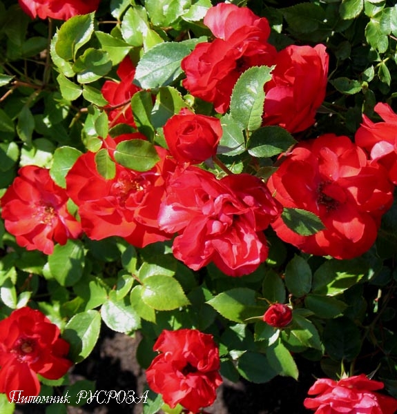 CENTRO-ROSE (TANORONEZ) ШТ 60-80