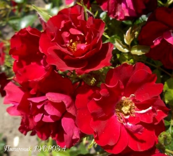 CENTRO-ROSE (TANORONEZ) ШТ 60-80