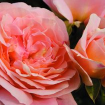 CERVIA (SANGERHAUSER JUBILAUMSROSE) ШТ 90