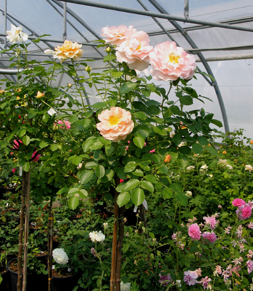 CERVIA (SANGERHAUSER JUBILAUMSROSE) ШТ 90