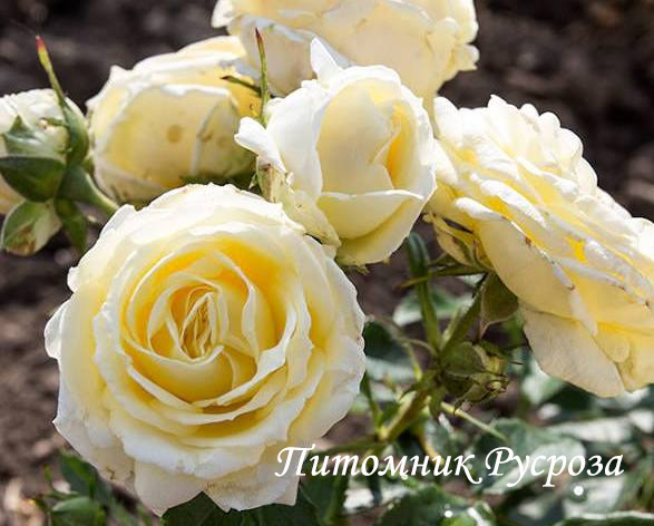 CHAMBORD (POUL) ШТ 50-60