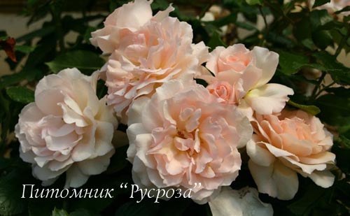 CHANDOS BEAUTY (HARMISTY) ШТ 80-100