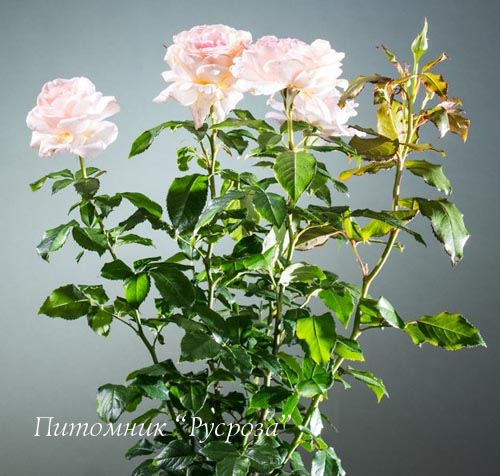 CHANDOS BEAUTY (HARMISTY) ШТ 80-100