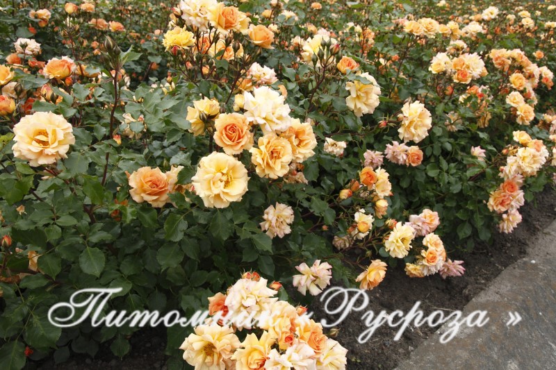 BENTHEIMER GOLD ШТ 80-90
