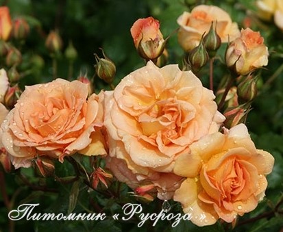BENTHEIMER GOLD ШТ 80-90