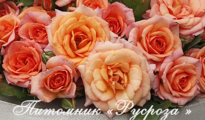 BENTHEIMER GOLD ШТ 80-90