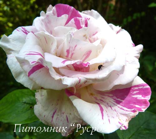 BERLINGOT ШТ 80-110