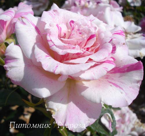 BERLINGOT ШТ 80-110