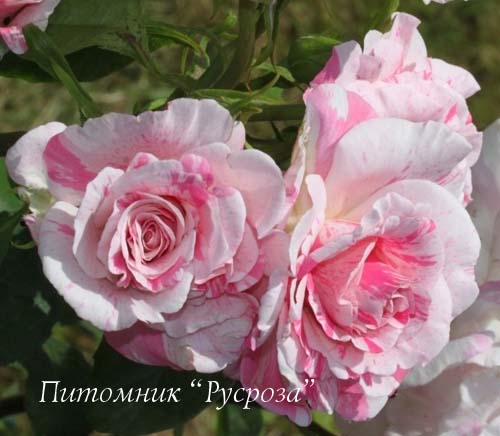 BERLINGOT ШТ 80-110