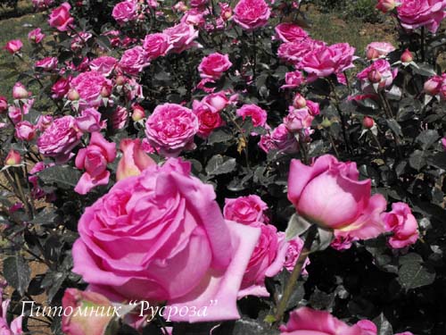 BERNADETTE LAFONT (SAUVACHI) ШТ 80-110