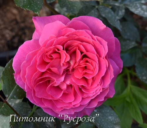 BERNADETTE LAFONT (SAUVACHI) ШТ 80-110