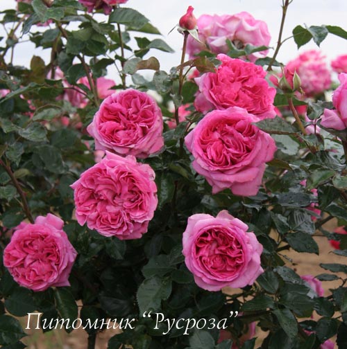 BERNADETTE LAFONT (SAUVACHI) ШТ 80-110