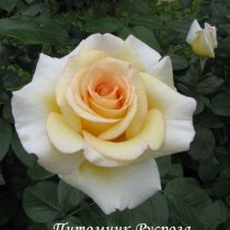 ANASTASIA (ADAMARIAT)