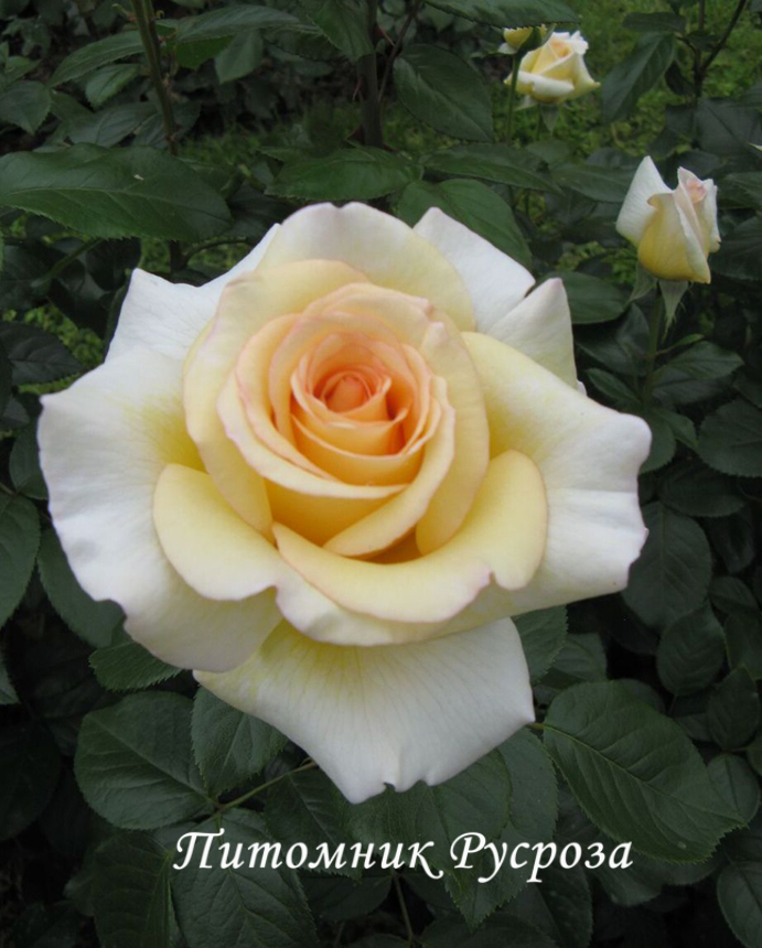 ANASTASIA (ADAMARIAT)