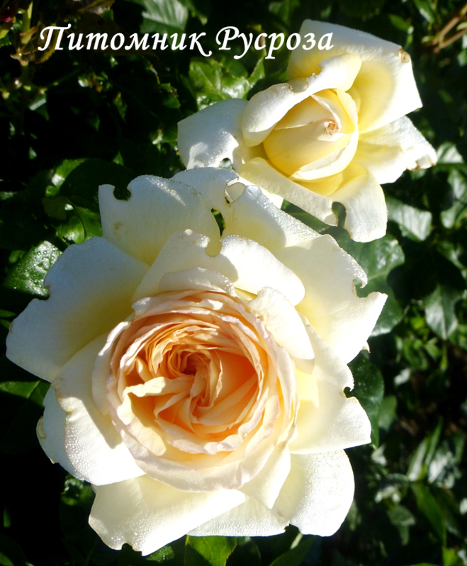 ANASTASIA (ADAMARIAT)