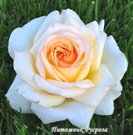 ANASTASIA (ADAMARIAT)