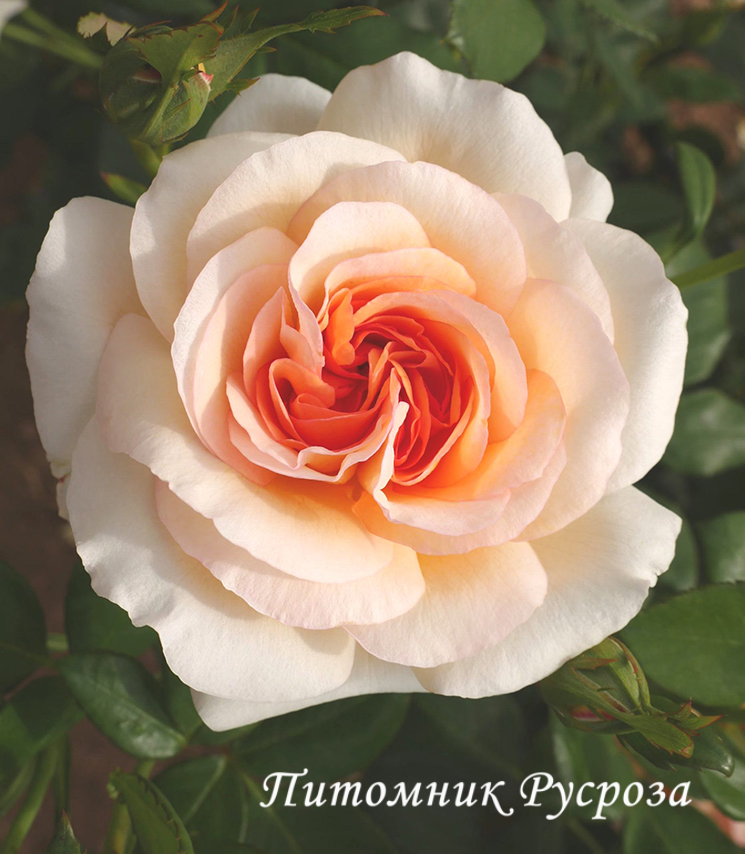 ANASTASIA (ADAMARIAT)