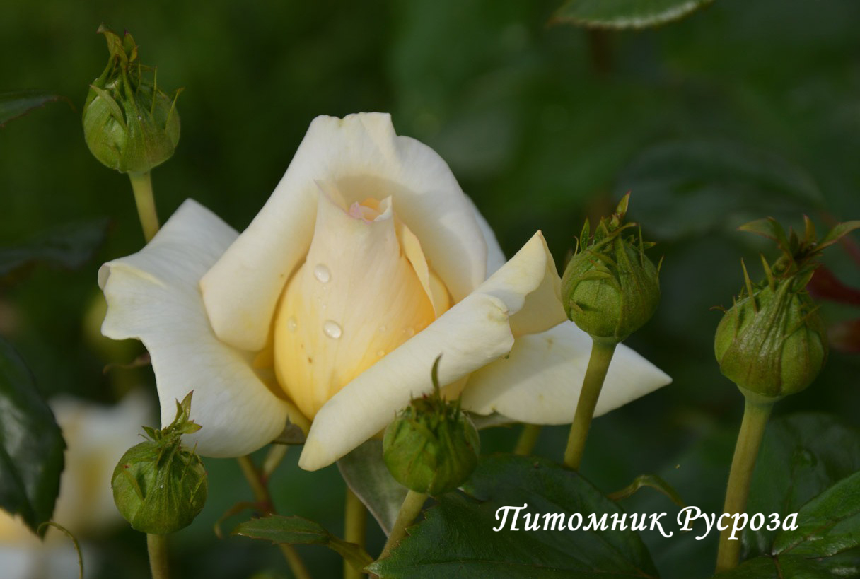 ANASTASIA (ADAMARIAT)