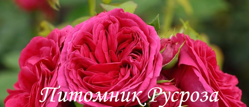 ANDRE RIEU
