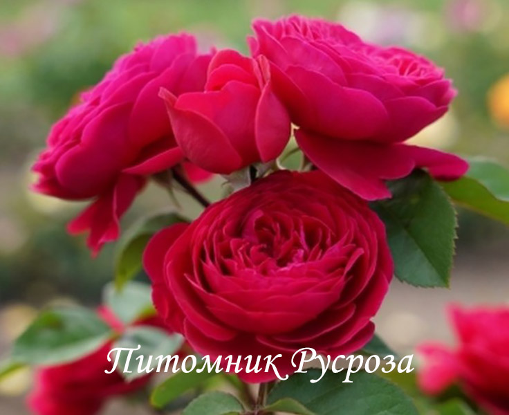 ANDRE RIEU