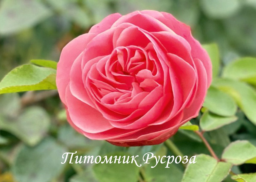 ANDRE RIEU